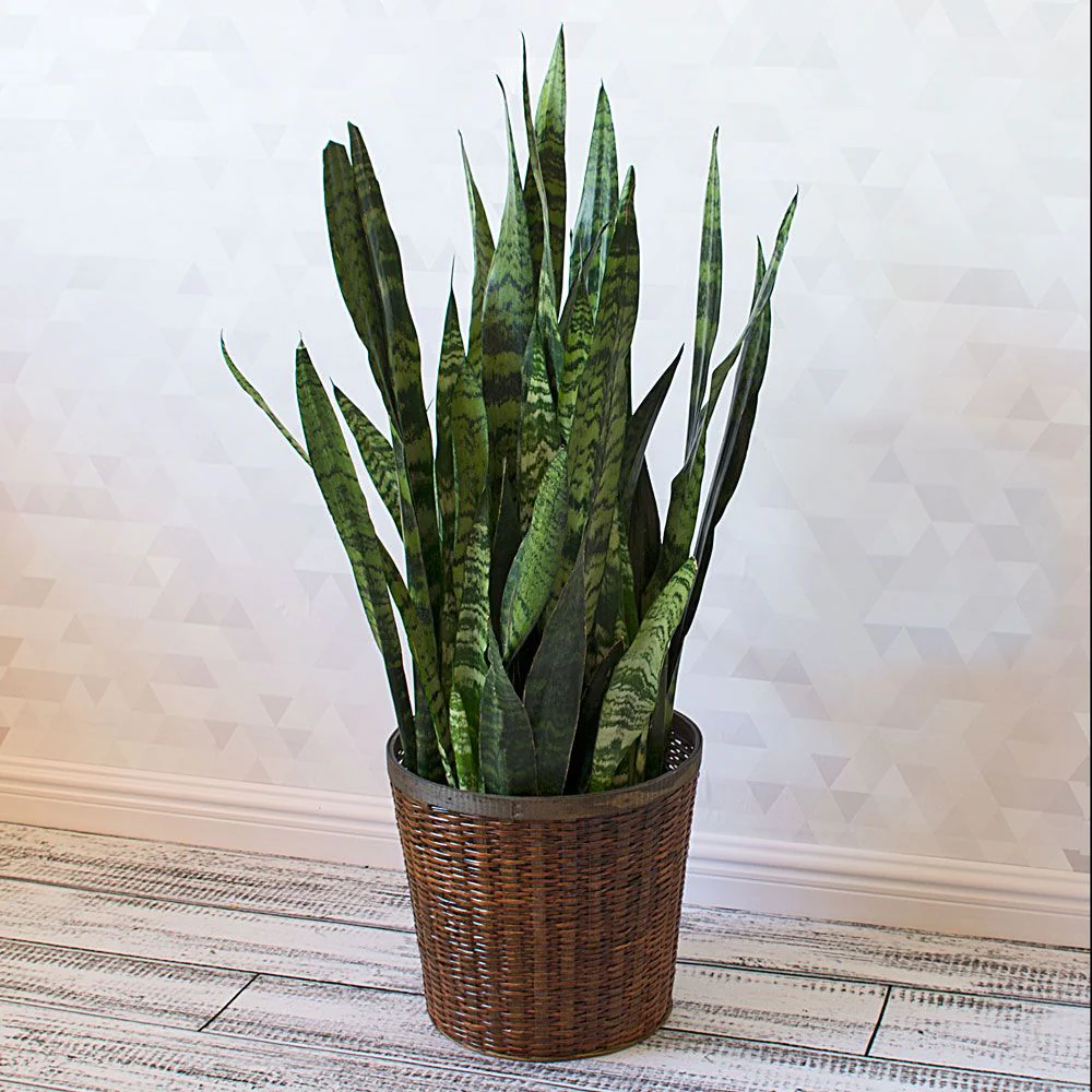 Black Coral Snake Plant