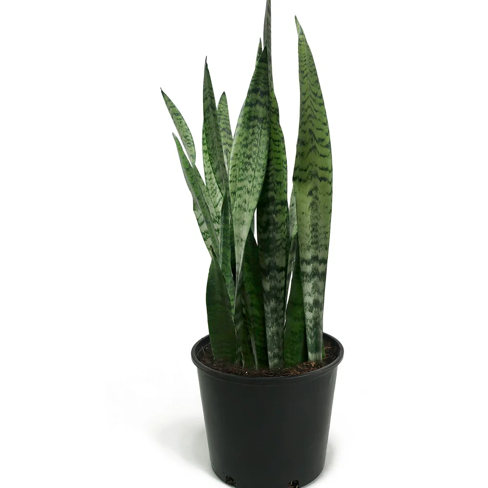 Black Coral Snake Plant - Image 2