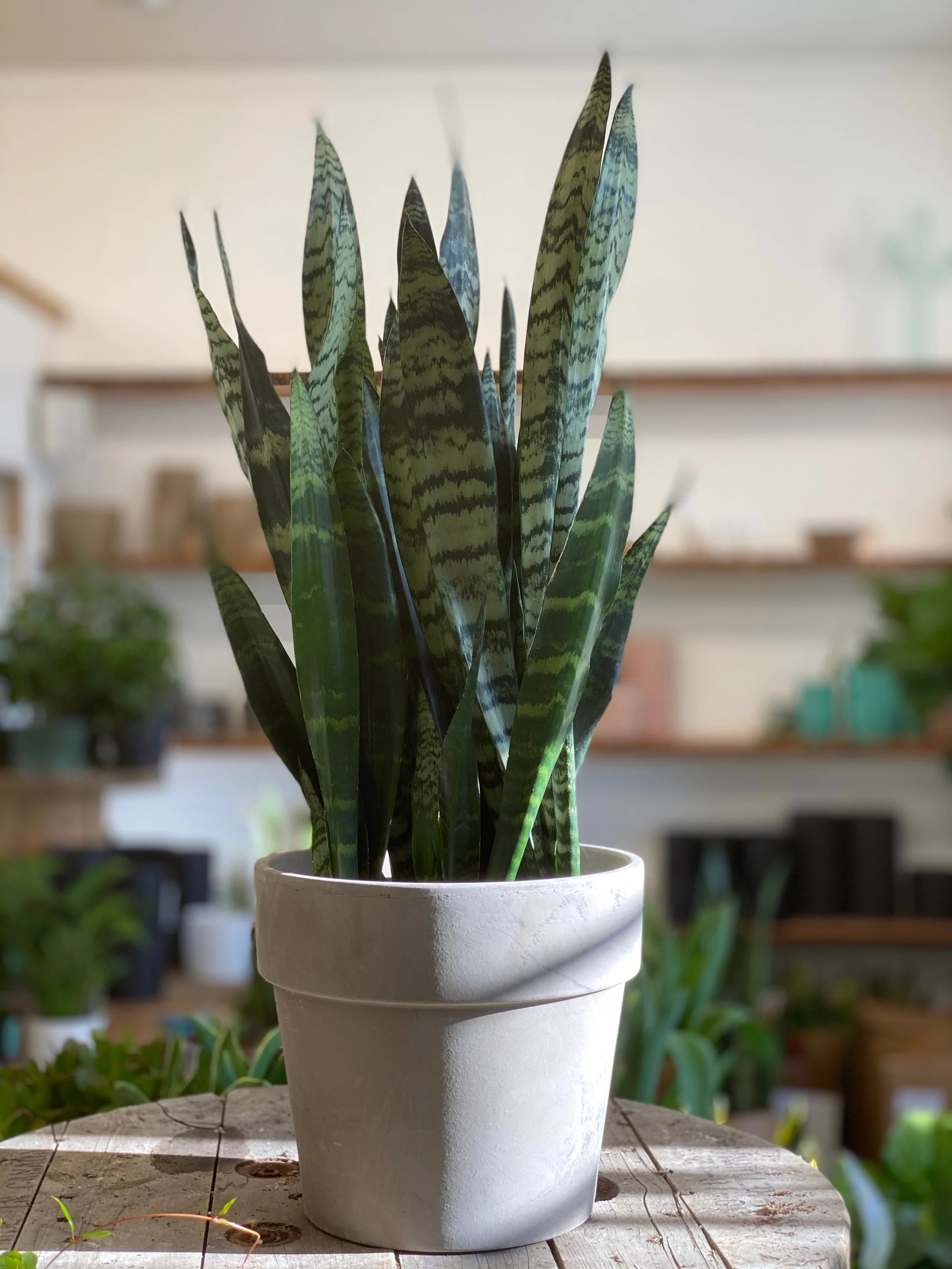 Black Coral Snake Plant - Image 3