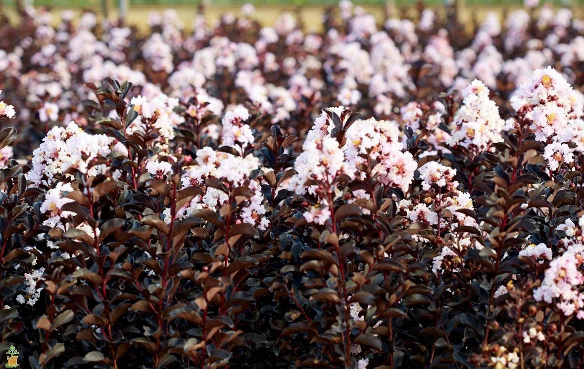Black Diamond Blush Crape Myrtle - Image 3