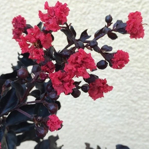 Black Diamond Mystic Magenta Crape Myrtle - Image 3