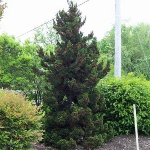 Black Dragon Cryptomeria - Image 3