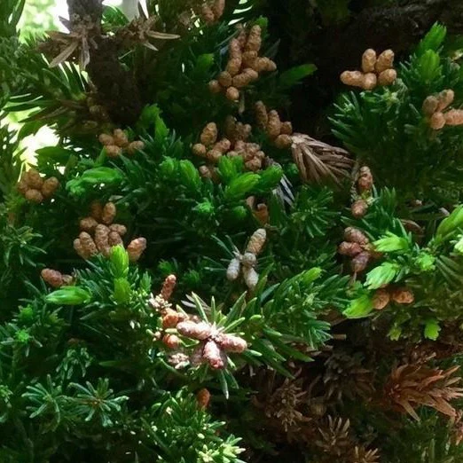 Black Dragon Cryptomeria - Image 4