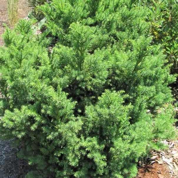 Black Dragon Cryptomeria - Image 5