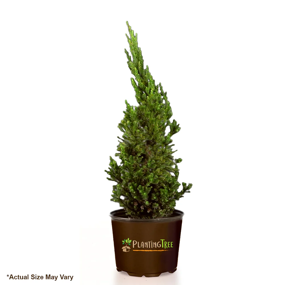 Black Dragon Cryptomeria - Image 6