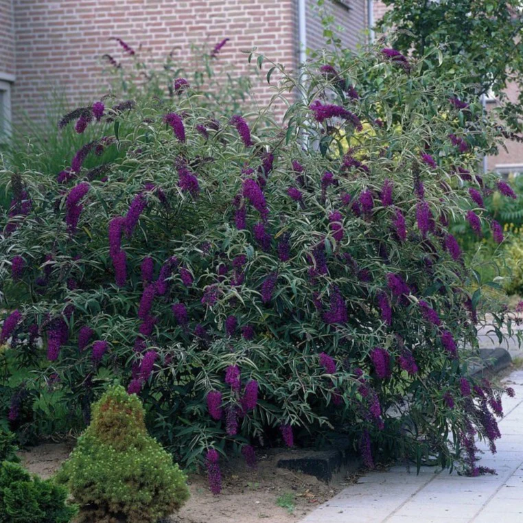 Black Knight Butterfly Bush - Image 3