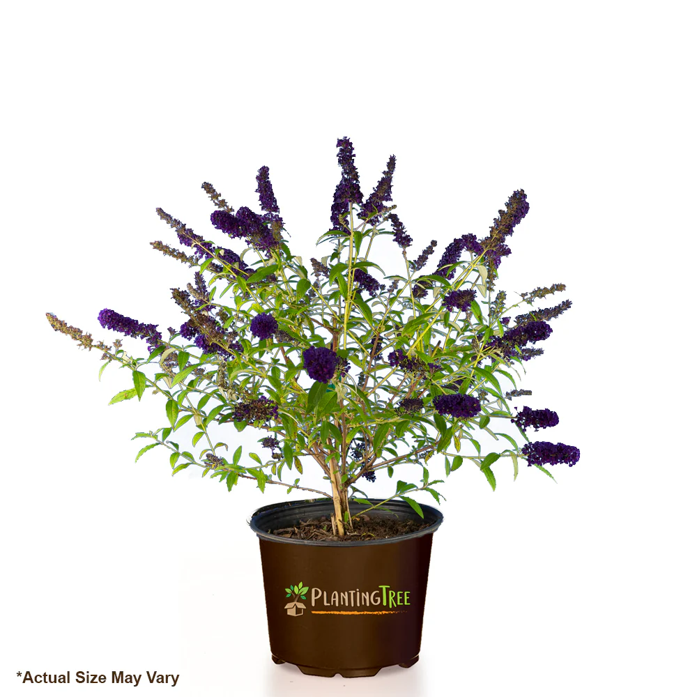 Black Knight Butterfly Bush - Image 4