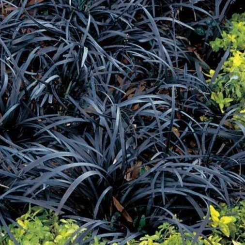 Black Mondo Grass - Image 3