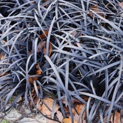 Black Mondo Grass - Image 4