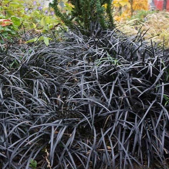 Black Mondo Grass - Image 5
