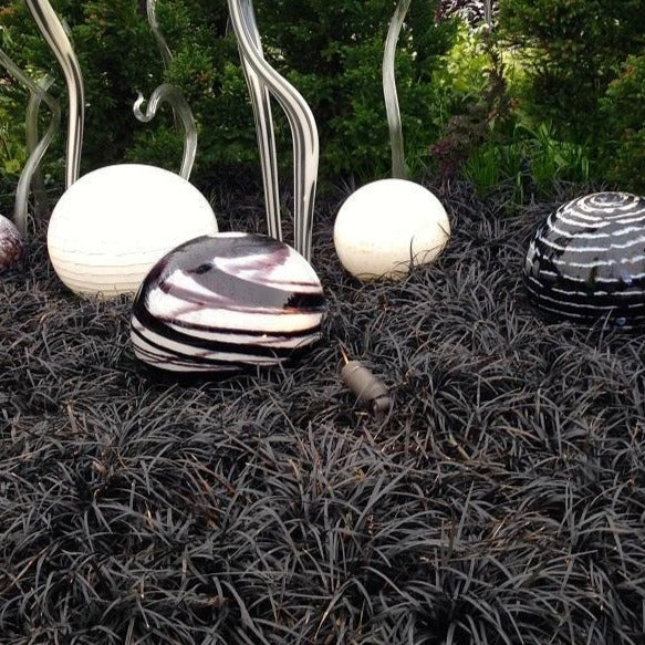 Black Mondo Grass - Image 6
