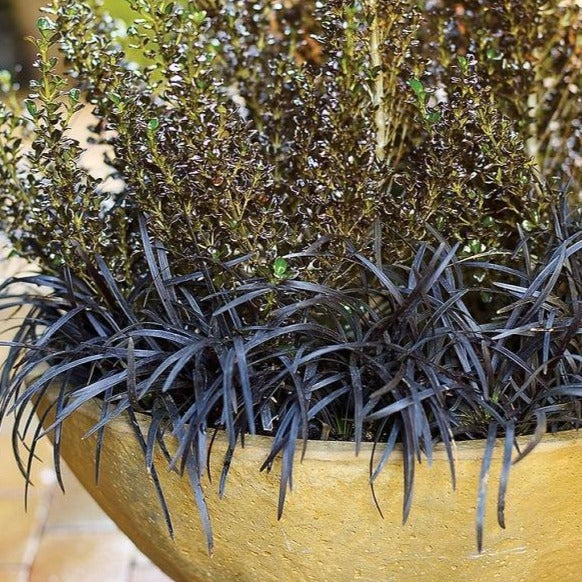Black Mondo Grass - Image 7