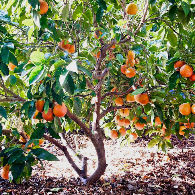 Blood Orange Tree - Image 3
