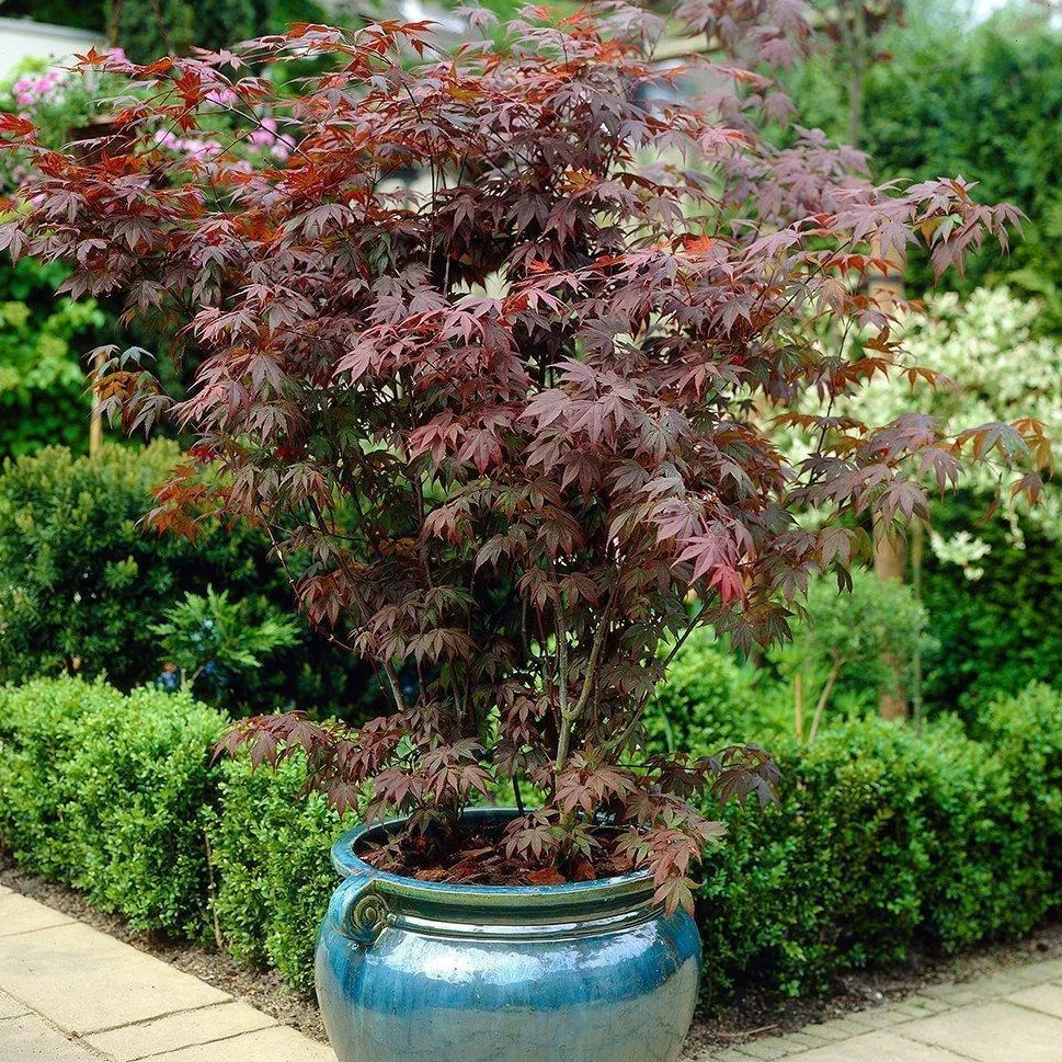 Bloodgood Japanese Maple - Image 3