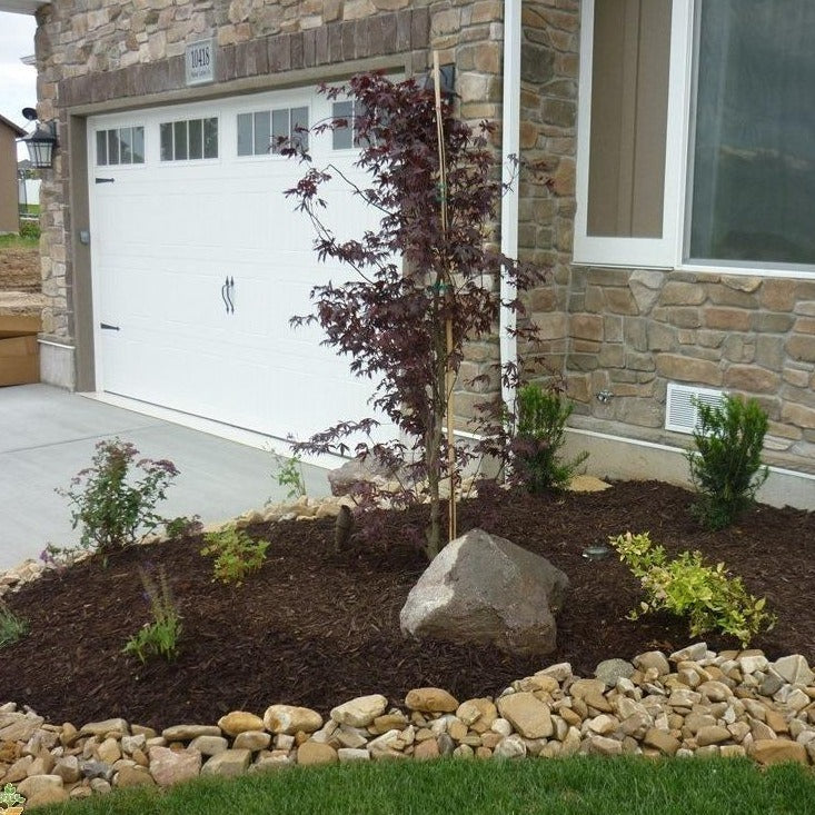 Bloodgood Japanese Maple - Image 4