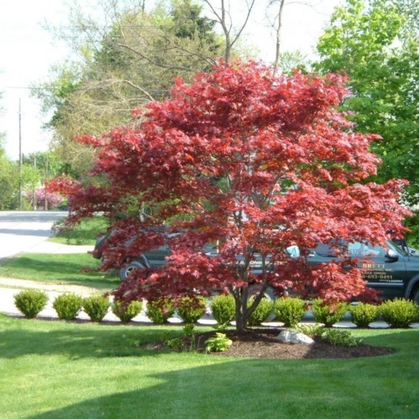 Bloodgood Japanese Maple - Image 5