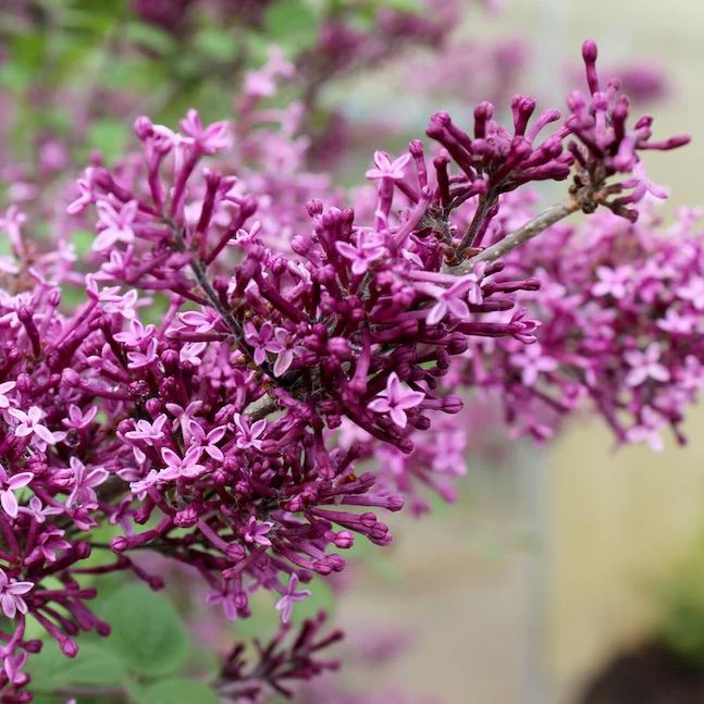 Bloomerang® Dark Purple Lilac - Image 3