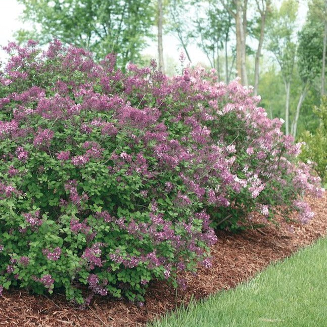 Bloomerang® Dark Purple Lilac - Image 4