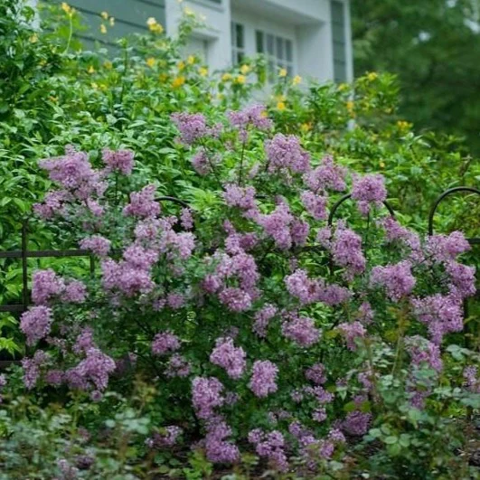 Bloomerang® Dark Purple Lilac - Image 6