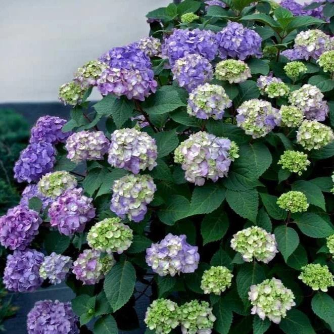 Endless Summer® BloomStruck® Big Leaf Hydrangea - Image 3