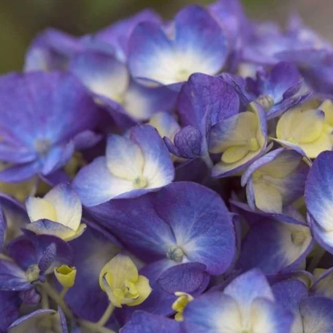 Endless Summer® BloomStruck® Big Leaf Hydrangea - Image 4