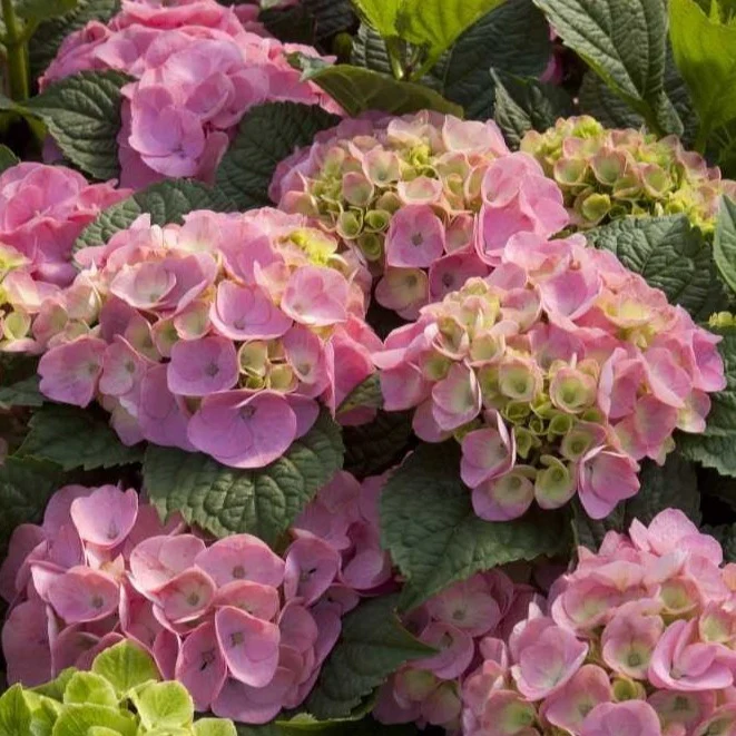 Endless Summer® BloomStruck® Big Leaf Hydrangea - Image 5