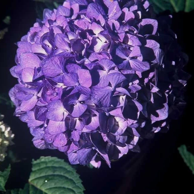 Endless Summer® BloomStruck® Big Leaf Hydrangea - Image 6
