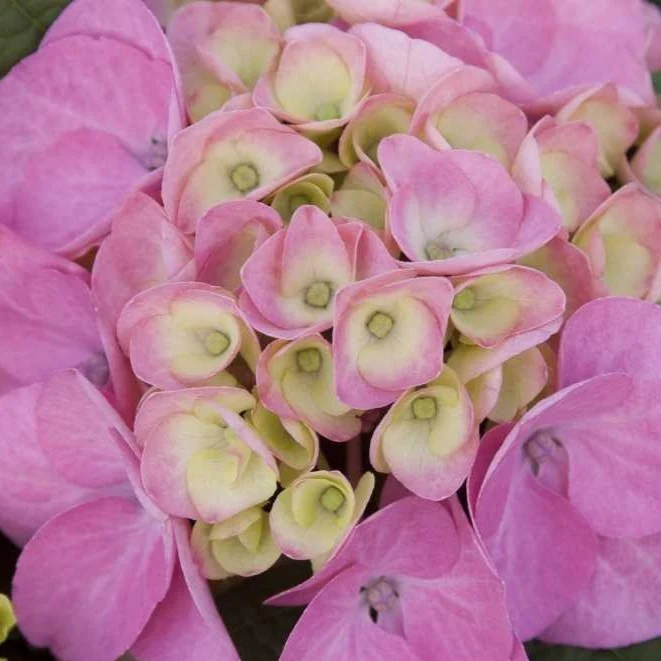 Endless Summer® BloomStruck® Big Leaf Hydrangea - Image 7