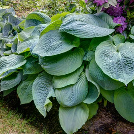 Blue Angel Hosta - Image 3