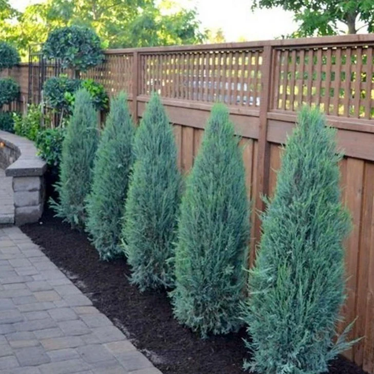 Blue Arrow Juniper - Image 2