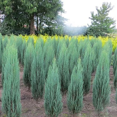 Blue Arrow Juniper - Image 3