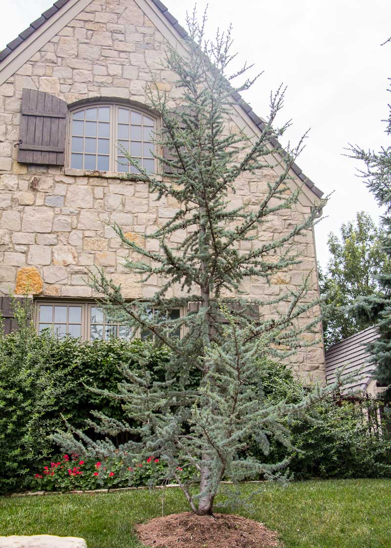Blue Atlas Cedar - Image 3