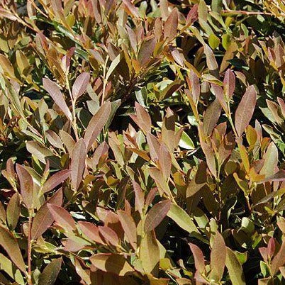 Blue Cascade Distylium - Image 6