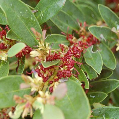 Blue Cascade Distylium - Image 7