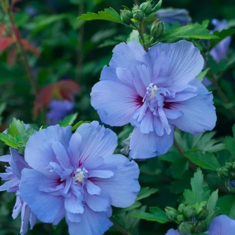 Blue Chiffon Rose of Sharon