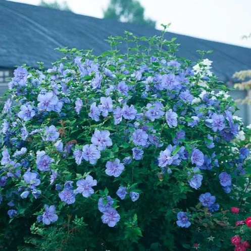 Blue Chiffon Rose of Sharon - Image 2