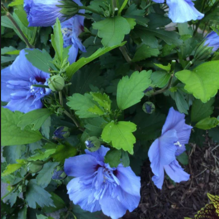 Blue Chiffon Rose of Sharon - Image 3