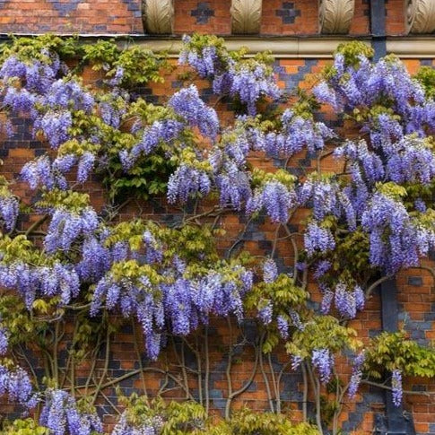 Wisteria Vine - Image 2