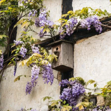 Wisteria Vine - Image 3