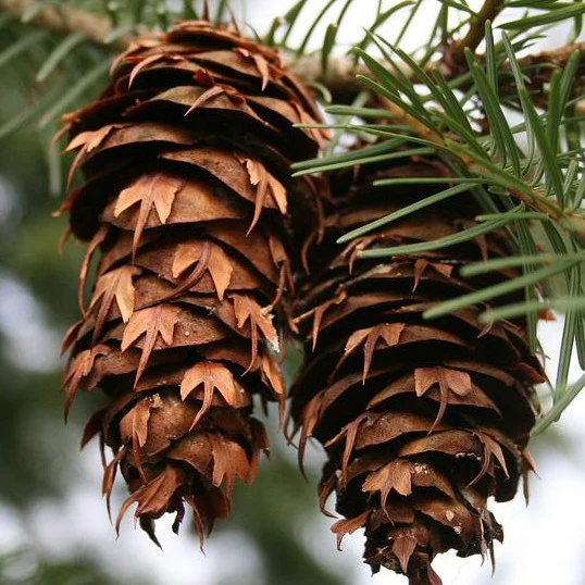Blue Douglas Fir - Image 3