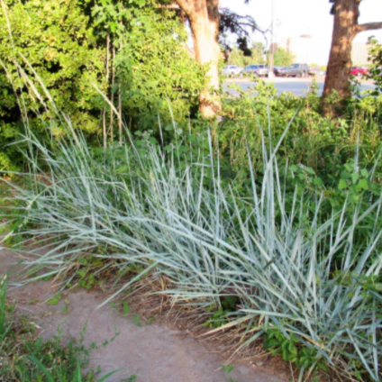 Blue Dune Lyme Grass - Image 3