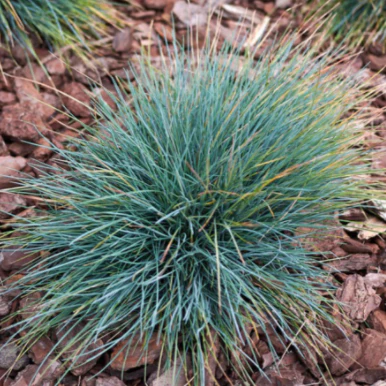 Blue Fescue Grass - Image 3