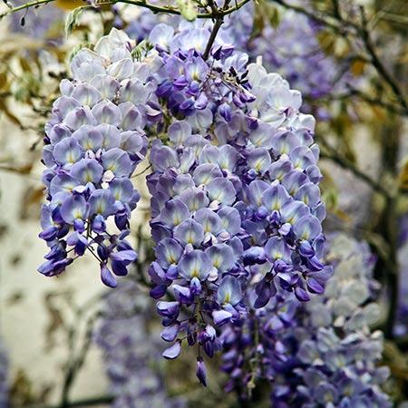 Blue Moon Wisteria Vine - Image 2