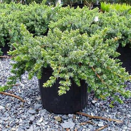 Blue Pacific Juniper - Image 2