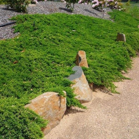 Blue Pacific Juniper - Image 3