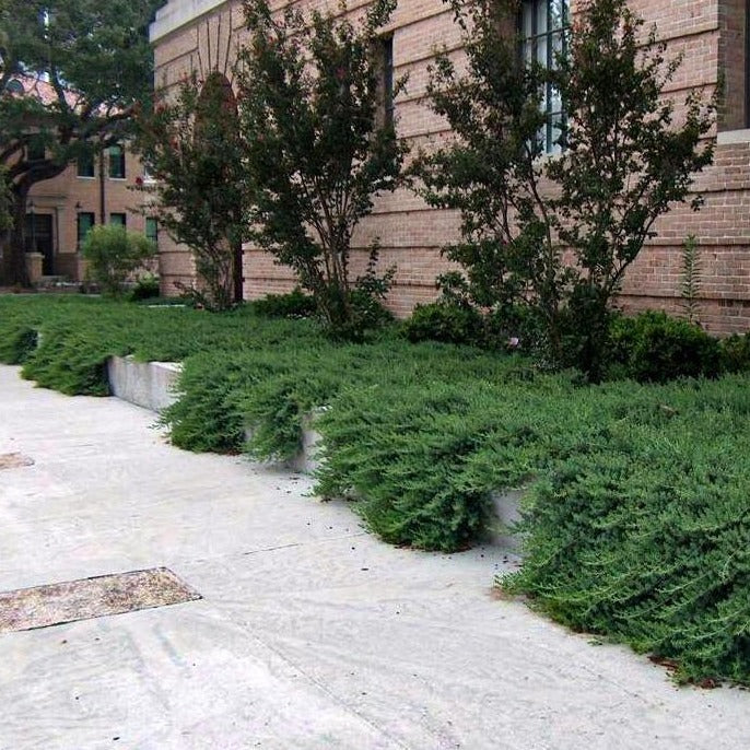 Blue Pacific Juniper - Image 4