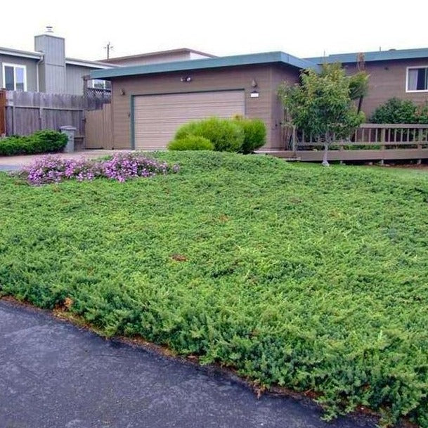 Blue Pacific Juniper - Image 5