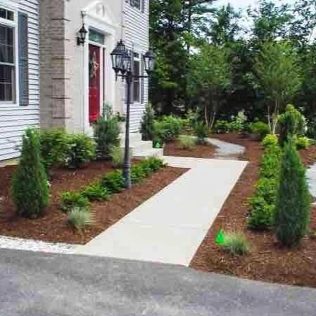 Blue Point Juniper - Image 4