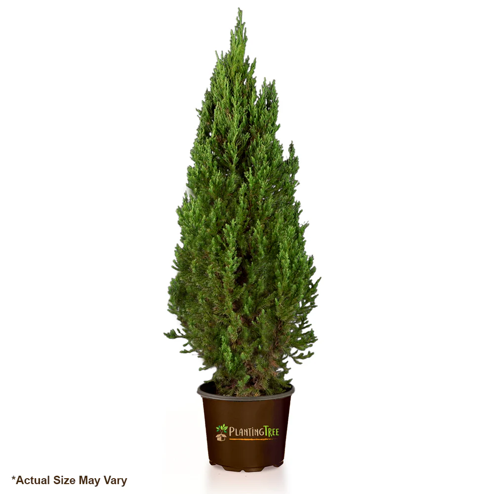 Blue Point Juniper - Image 5
