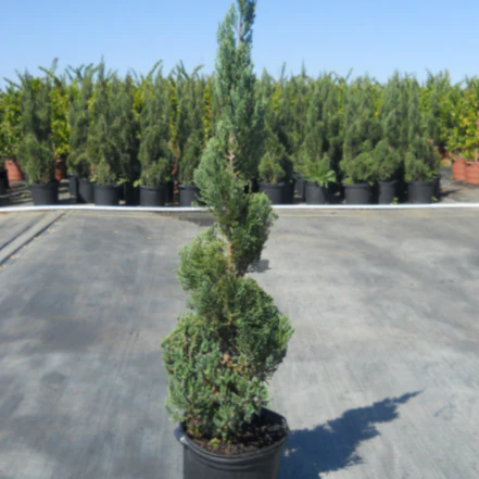 Blue Point Spiral Juniper - Image 3